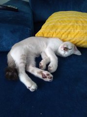 Rescued Littermates - Domestic Short Hair Cat