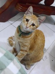 Cat With Green Collar - Domestic Medium Hair Cat