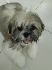 A.j - Shih Tzu Dog