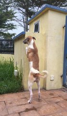 Sam (V) - Labrador Retriever Mix Dog