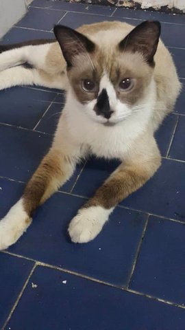 Mikayla - Siamese Cat