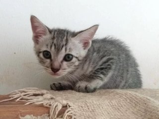 Silver - Domestic Short Hair Cat