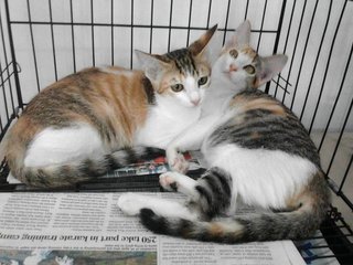 Crystal And Candy - Domestic Short Hair Cat