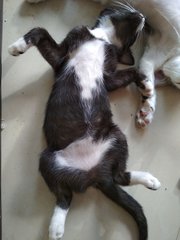 Bikini Black Kitten - Domestic Medium Hair Cat