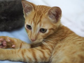 Twilight - Domestic Short Hair Cat