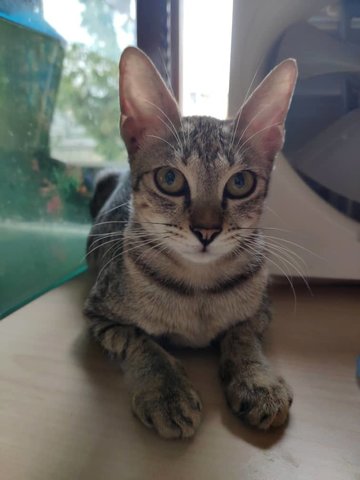 Masala - Domestic Short Hair + Tabby Cat