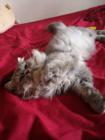Krayon - Persian + Domestic Long Hair Cat