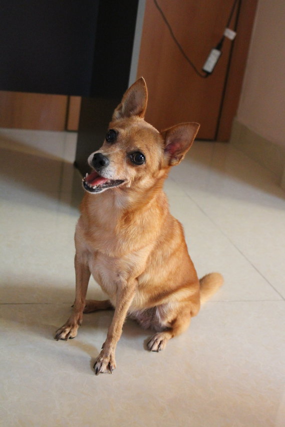 Miniature Pinscher + Pomeranian Dog Lost 12 Years 3