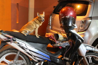 Her size as compared to a motorbike