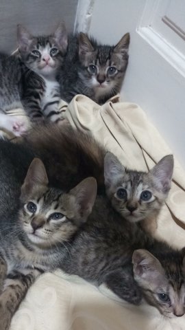 Kittens - Domestic Medium Hair Cat