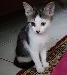 Bintel For Free Adoption  - Domestic Short Hair Cat