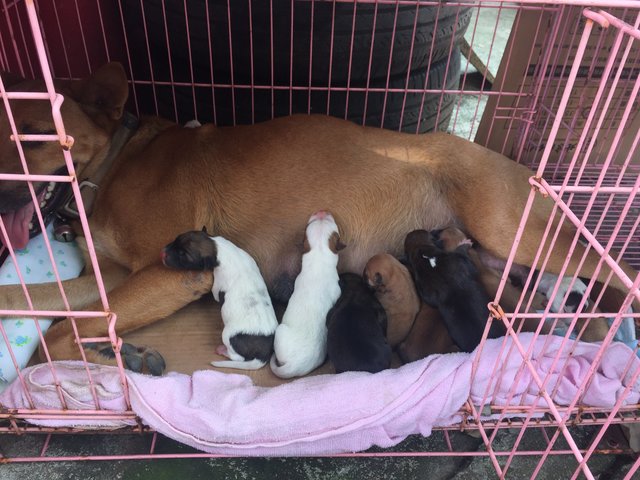Puppies And Mother Dog - Mixed Breed Dog