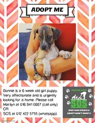 Bonnie Adopted - Mixed Breed Dog