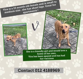 Vira - Mixed Breed Dog