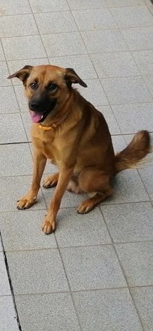 Found At Sg Kantan, Kajang - Mixed Breed Dog
