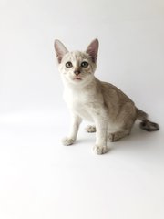 Silver - Domestic Short Hair Cat