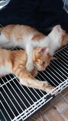 Golden Kittens  - Domestic Medium Hair Cat