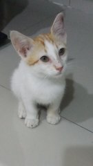 Golden Kittens  - Domestic Medium Hair Cat