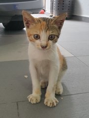 Meowee - Calico + Domestic Short Hair Cat