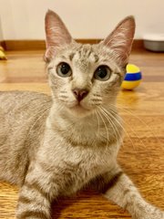 Duchess (Now Mugi) - Domestic Short Hair Cat