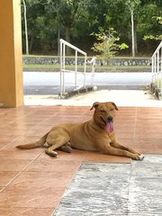 Peter - Labrador Retriever Dog