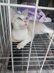 Blue Eyes  - Siamese Cat