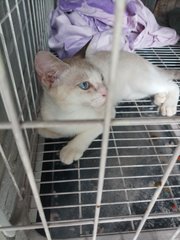 Blue Eyes  - Siamese Cat