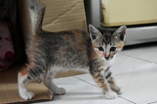 Hershey - Domestic Short Hair Cat