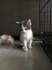 Little Leaf - Domestic Short Hair Cat