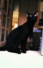 Salem - Domestic Short Hair + Bombay Cat