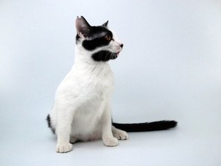 Mi2 - Domestic Short Hair Cat