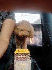 Mani - Poodle Dog