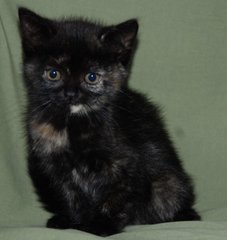 Kendra - Calico + Tortoiseshell Cat