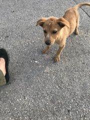 Foxy - Terrier Mix Dog