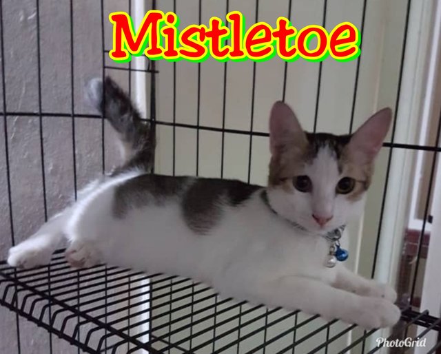 Mistletoe (Spayed)  - Domestic Short Hair Cat