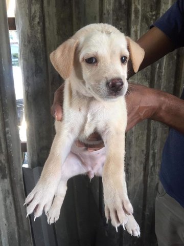 Winki - Labrador Retriever Mix Dog