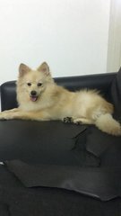 Snoppy - Corgi + Pomeranian Dog