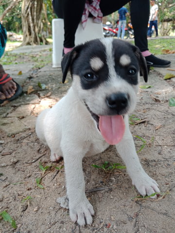 Manja - Mixed Breed Dog