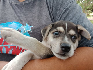 Dini - Mixed Breed Dog