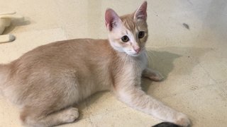 Chocolate - Domestic Short Hair Cat