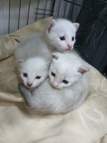 White Kittens - Siamese Cat