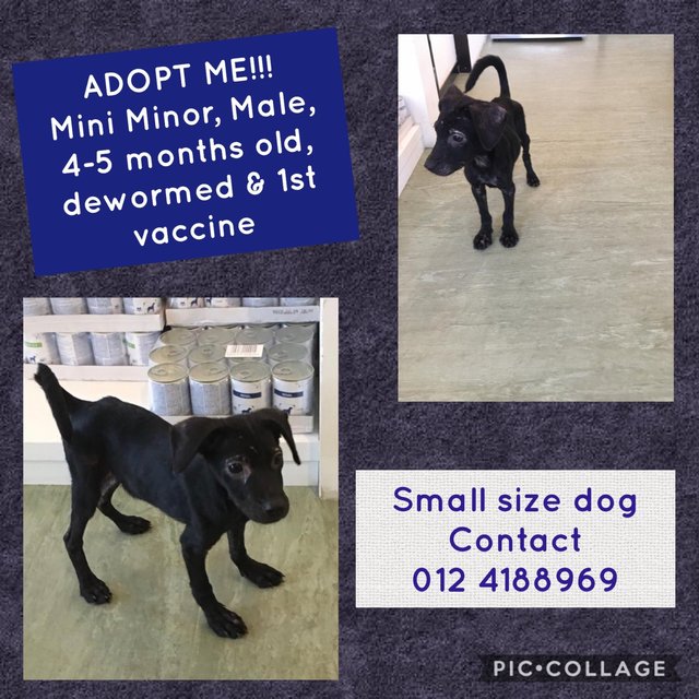 Mini Minor - Mixed Breed Dog
