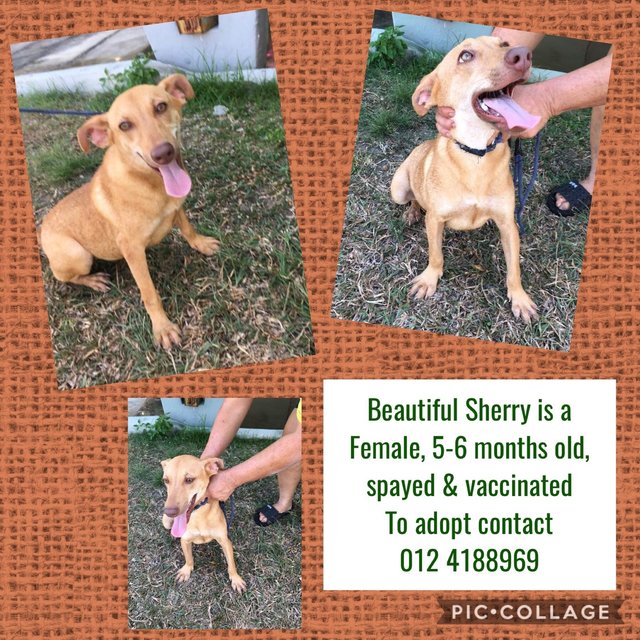 Sherry - Mixed Breed Dog