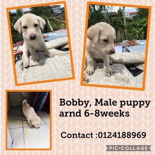 Bobby Adopted - Mixed Breed Dog