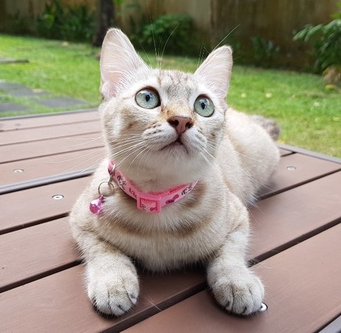 Nala &quot;The Confident Girl&quot; - Burmese + Siamese Cat