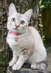 Nala &quot;The Confident Girl&quot; - Burmese + Siamese Cat