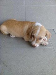 Marie (Short Legged) - Dachshund + Beagle Dog
