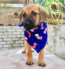 6 Cute Puppies For Adoption  - Mixed Breed Dog