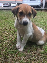 Ah Boy - Toilet Trained - Mixed Breed Dog