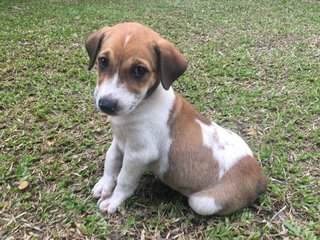 Ah Boy - Toilet Trained - Mixed Breed Dog